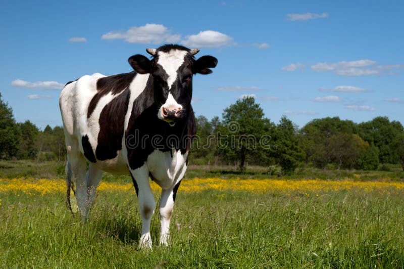 Black cow grazing in a field