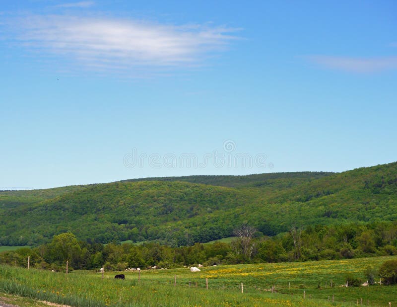 Black Cow Grazing on a Sunny Summer Day