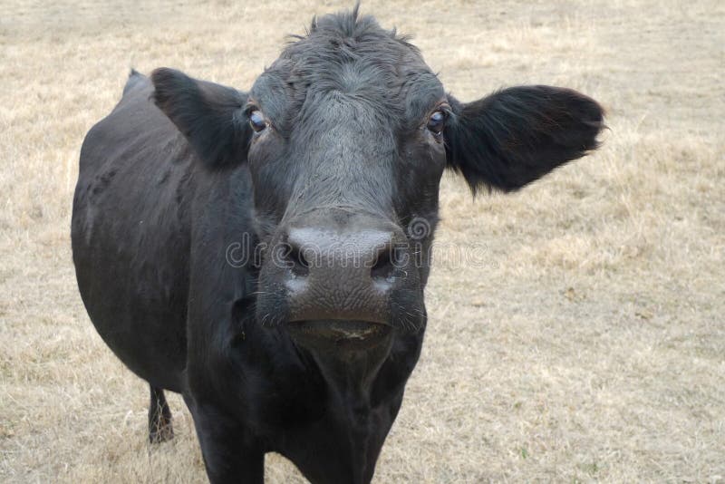 Black cow in your face expression