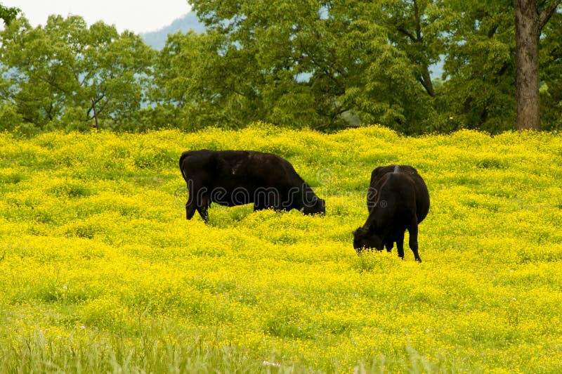 Black Cows Picking in Yellow Flowers Stock Image Image of buttercups, black 22486425