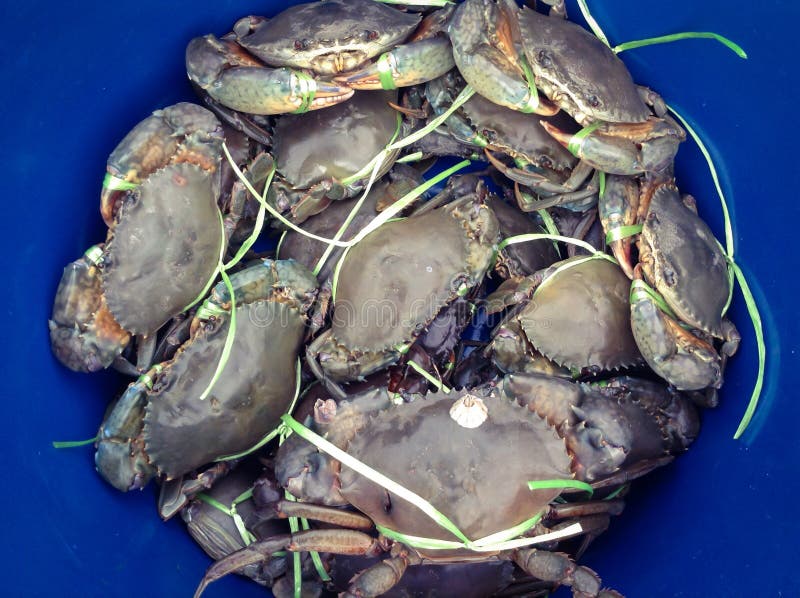 Black crab stock photo. Image of scylla, fresh, saltwater 99200540