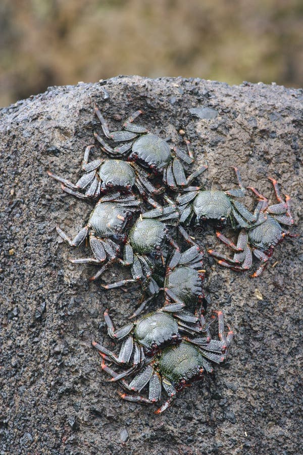 Black Crabs stock image. Image of crabs, canary, life 7808591