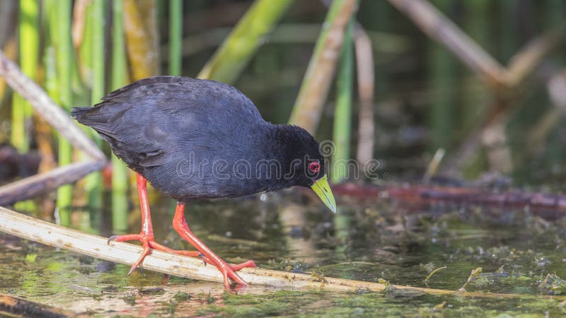 Black Crake Feeding on Reed