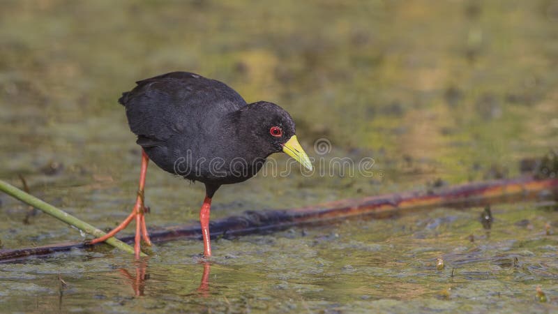 Black Crake Wandering on Lake