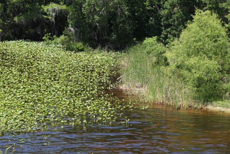 Black Creek river stock photo. Image of natural, beautiful 125460512