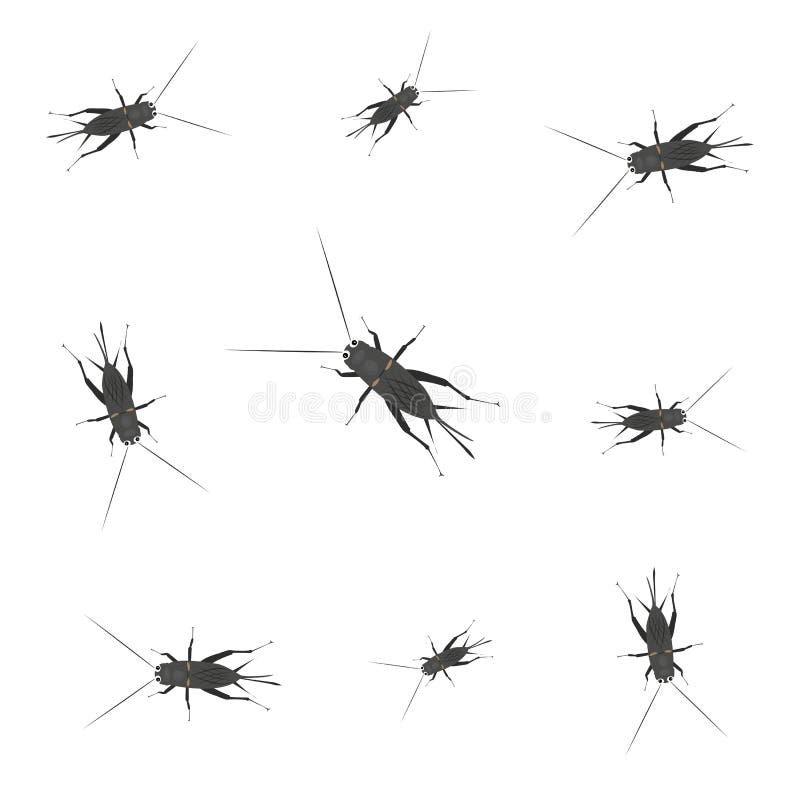 Green Crickets Stock Illustrations 32 Green Crickets Stock