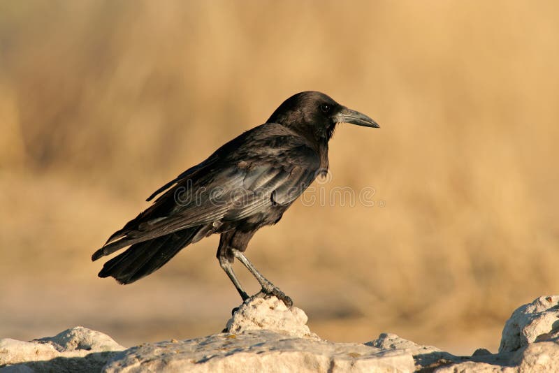 Black crow