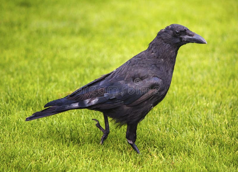 Black crow stock photo. Image of crow, avian, feathers 13685146