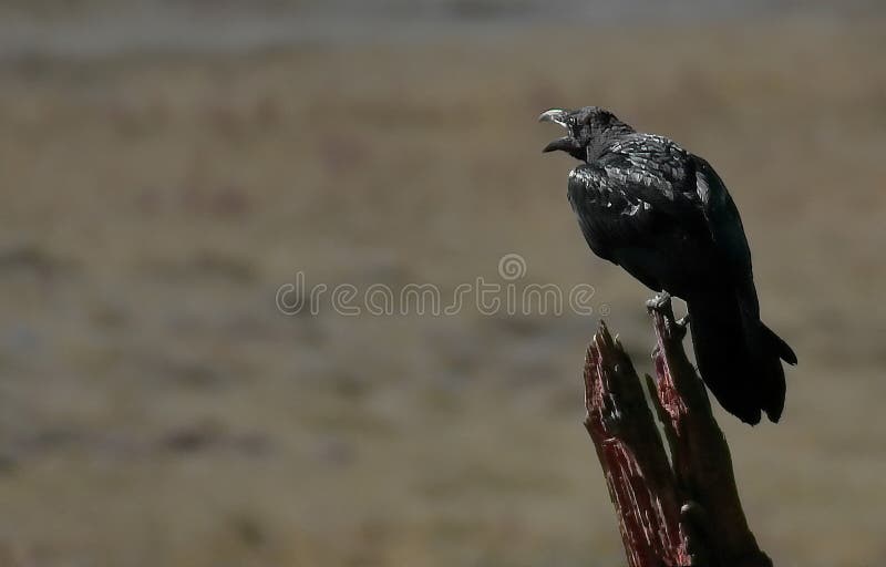 The Black Crow is a Bird Known for Its Intelligence and Adaptability, As  Well As Its Loud, Harsh Sound. Stock Image - Image of impact, wildlife:  183679095