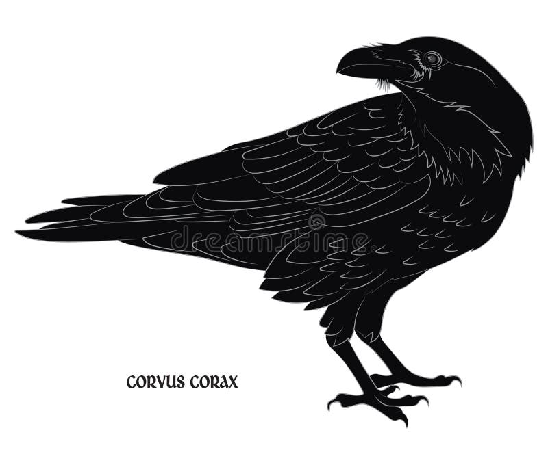 Black crow. Corvus corax vector illustration