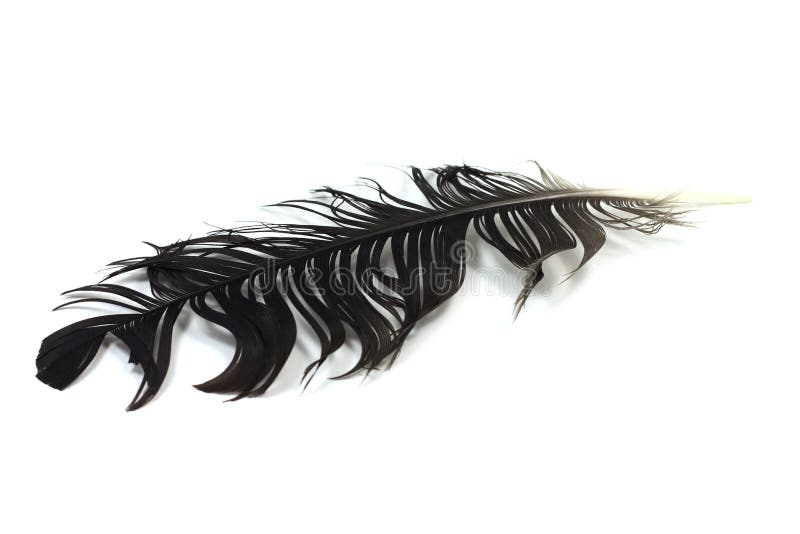 Black crow feather stock photo. Image of wing, background 43306160
