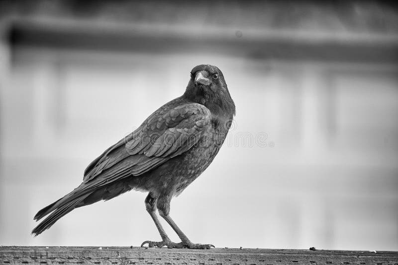 Black crow on a fence stock image. Image of large, feather 90069859