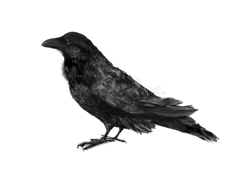 Black crow illustration stock illustration