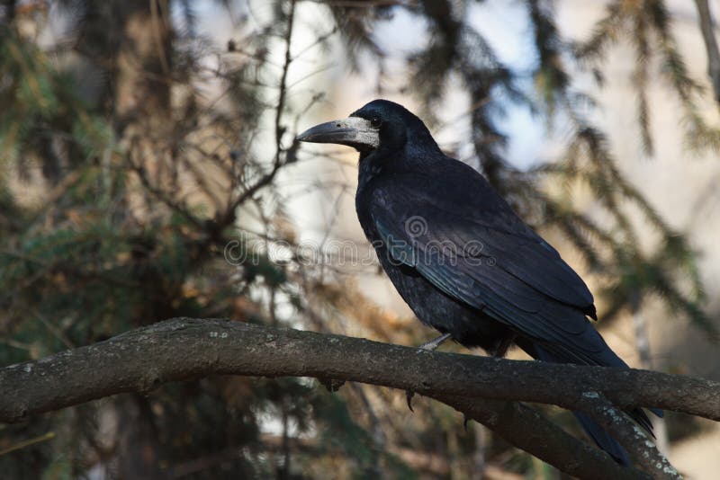 Black crow sitting on a tree branch