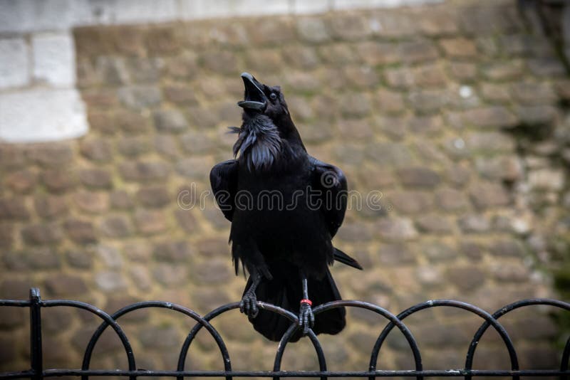 Black Crow Standing on a Fence Using Its Grapples while Chopping with Its Beak Stock Photo