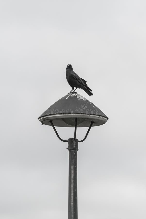 Black Crow Standing on the Lighting,black and White. Stock Photo