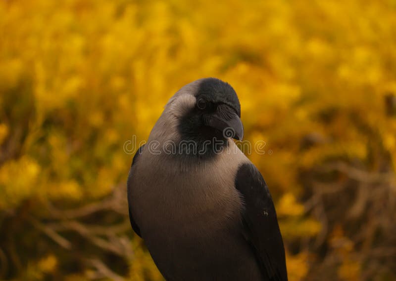 Black Crow Stock Photos Download 18,901 Royalty Free Photos