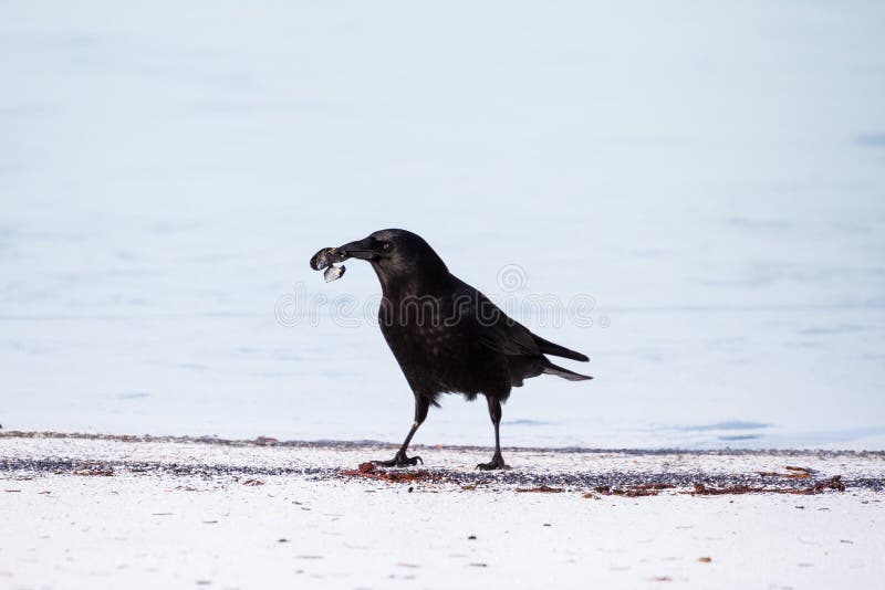 download carrion for free download carrion for free