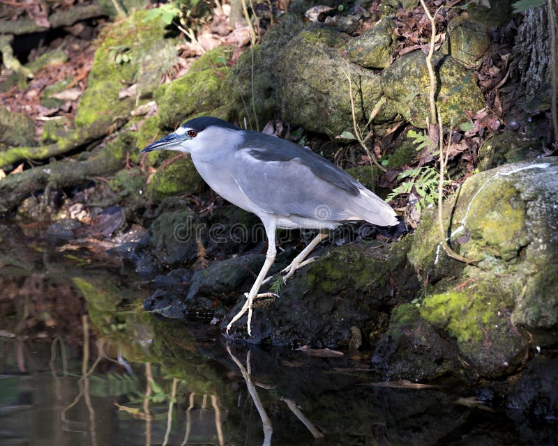 Black-crowed Night Heron Stock Photos Portret Afbeelding Afbeelding Rakken en moss-achtergrond Door het water gespannen met refle stock foto's Black-crowed Night Heron Stock Photos Portret Afbeelding Afbeelding Rakken en moss-achtergrond Door het water gespannen met refle stock foto's