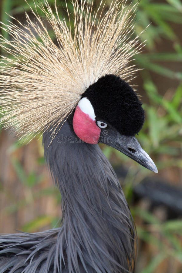 Black Crowned Crane