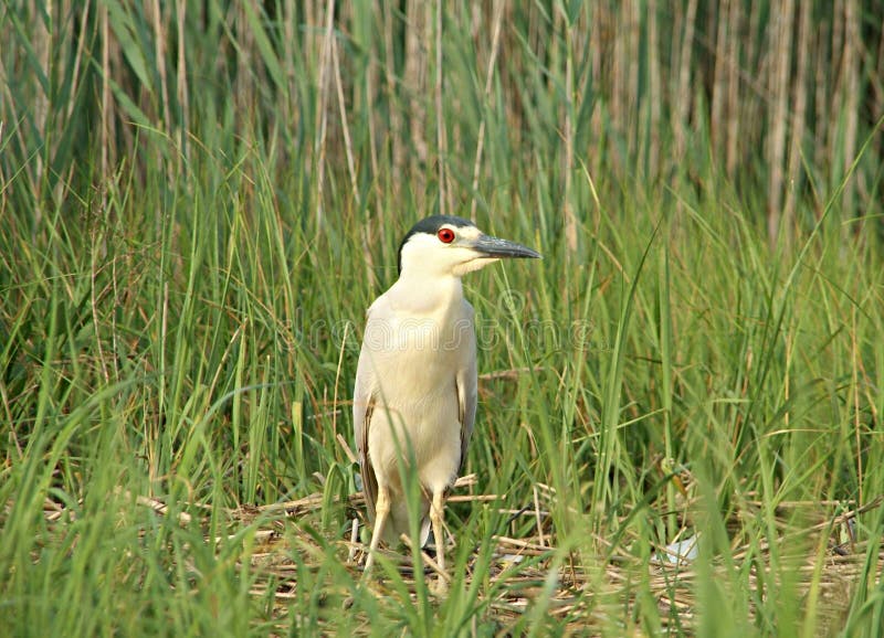 Black crowned night heron