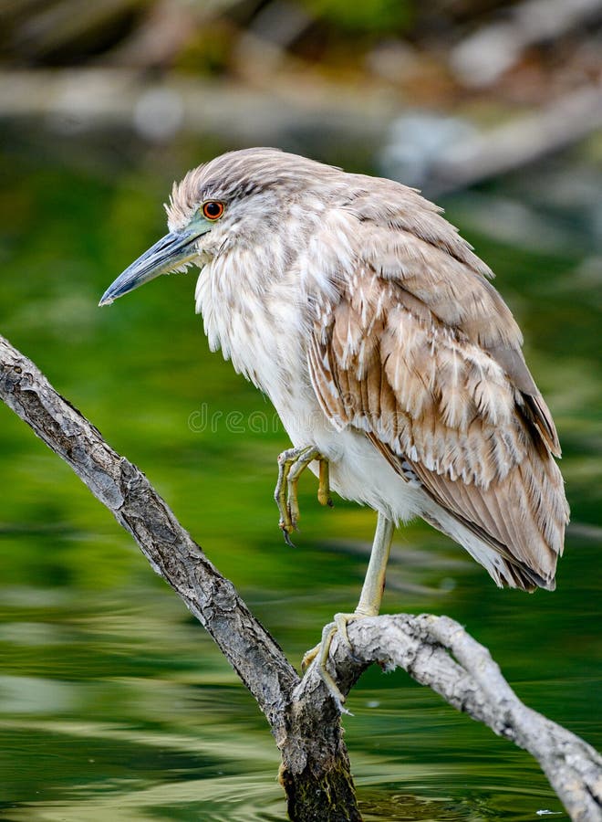 Black Crowned Night Heron Female Stock Photos Free & RoyaltyFree
