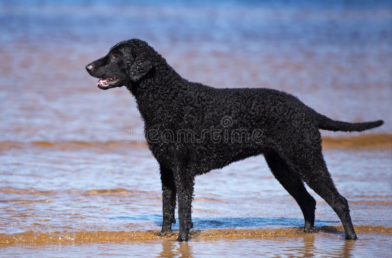 Black Curly Coated Retriever Dog on the Beach Stock Image Image of