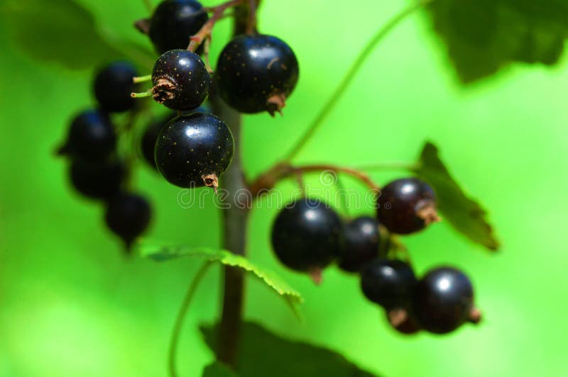 Black currant