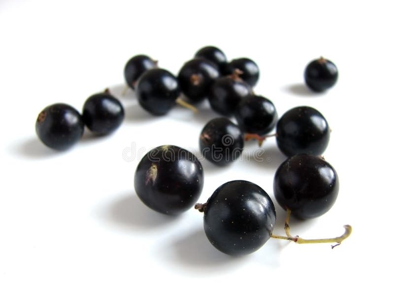 Black currant