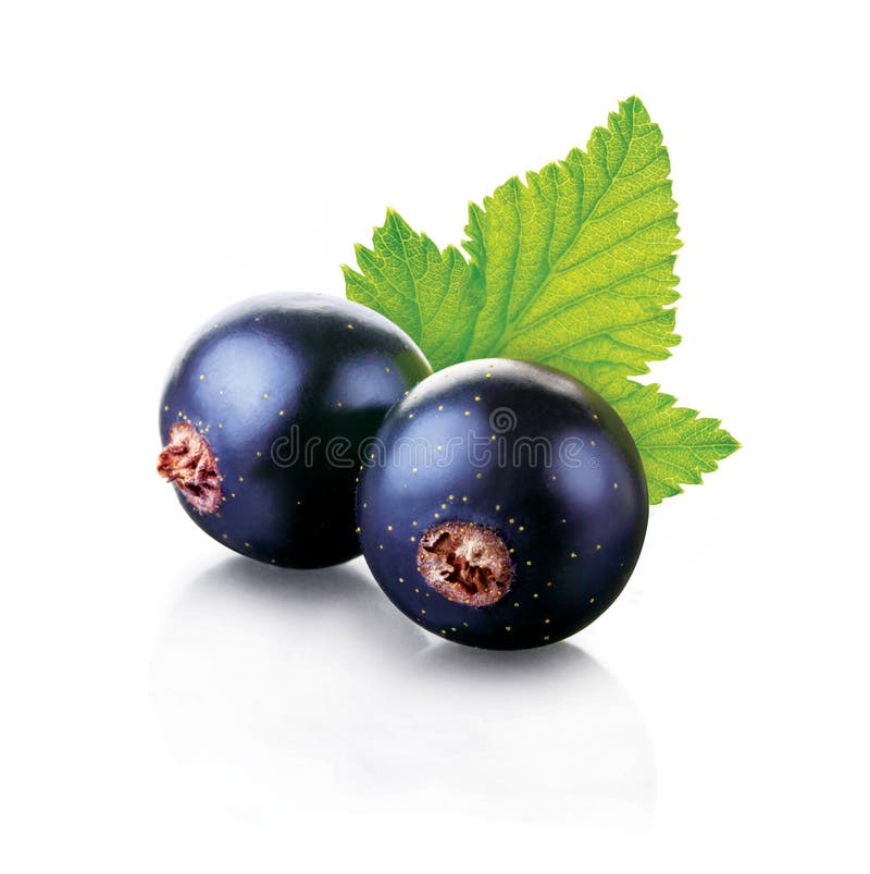 Black currant