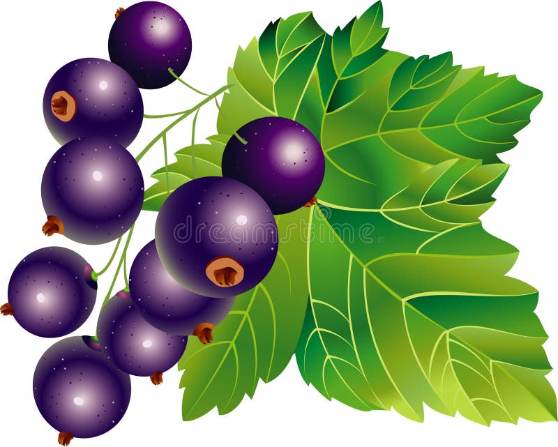 Botanical illustration of black currant hi-res stock photography and images  - Page 2 - Alamy