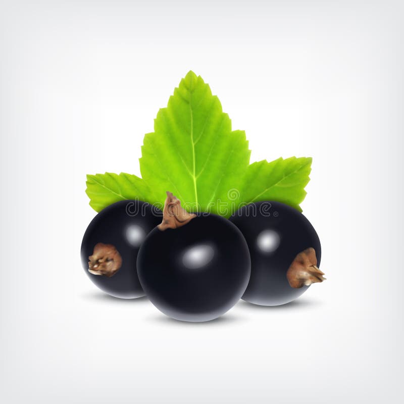 Black currant stock illustration