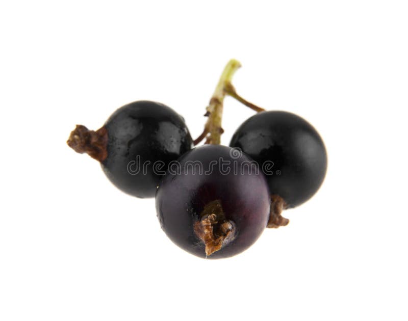 Black currant isolated on white background