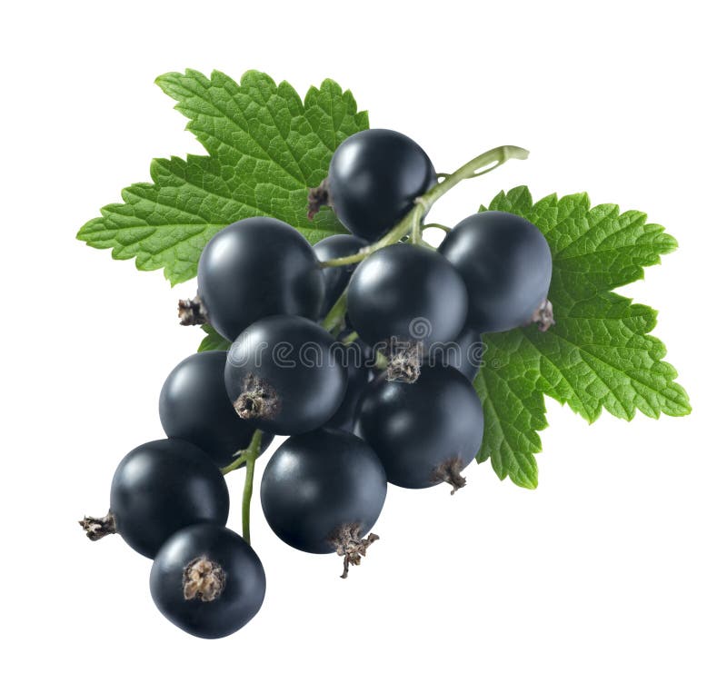 Black currant 1 with leaf isolated on white background