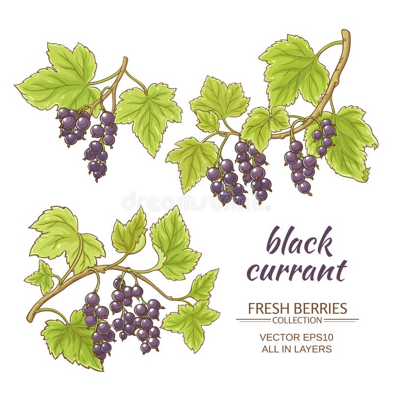 Botanical illustration of black currant hi-res stock photography and images  - Page 2 - Alamy