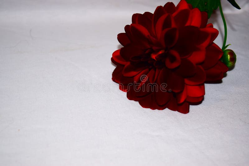 Black Dahlia Flower Bloom with White Background Stock Image - Image of color, black: 100462779 Black Dahlia Flower Bloom with White Background Stock Image - Image of color, black: 100462779