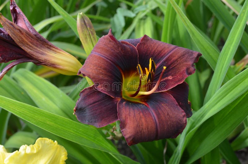 748 Black Daylily Stock Photos - Free & Royalty-Free Stock Photos from ...