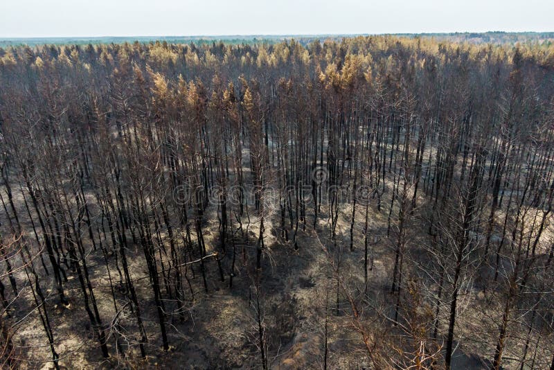 Black dead forest after fire royalty free stock photography
