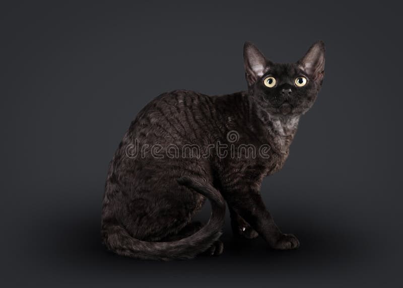  Black  devon  rex cat  stock image Image of nature young 
