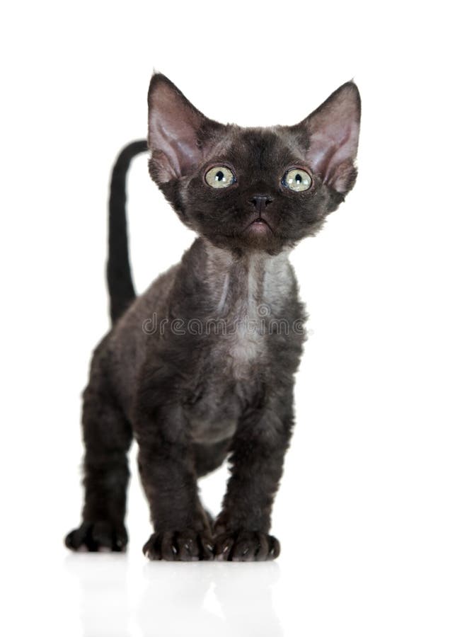 black devon rex cat