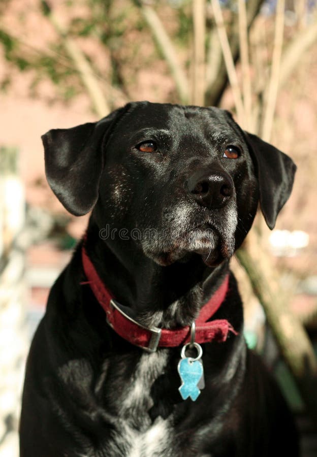 102 Dalmatian Mix Stock Photos Free & RoyaltyFree Stock Photos from