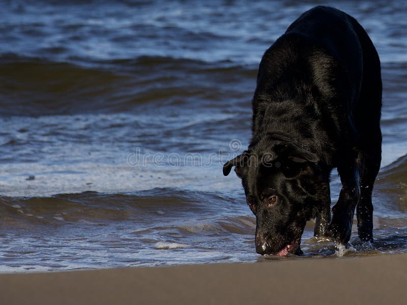 dog drank sea water