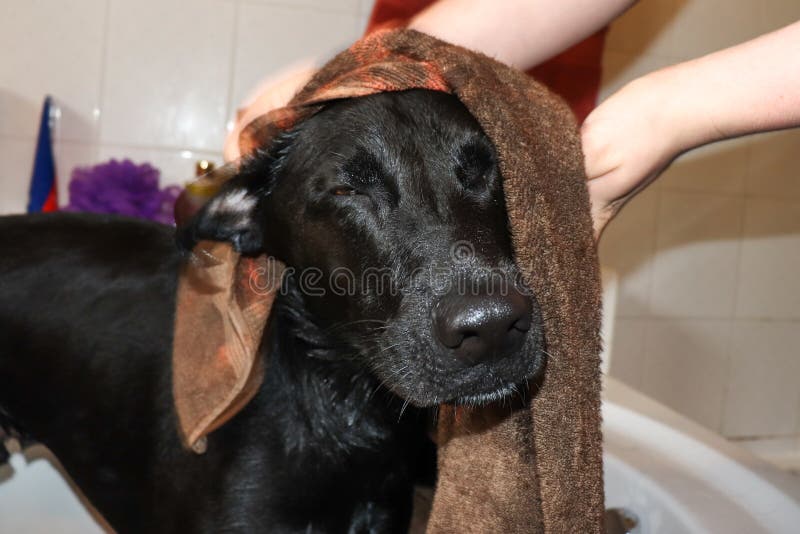Drying Off After Bath stock image. Image of hygiene, female 15627663