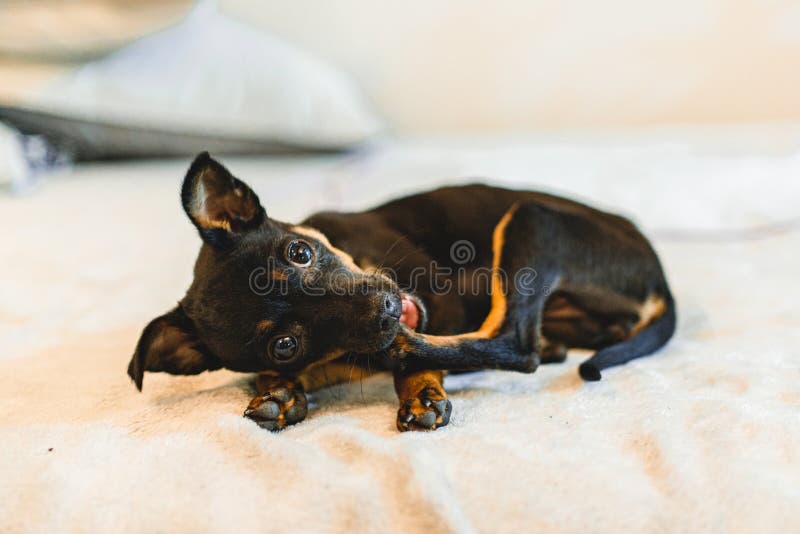 Black Dog Biting Foot. Having Fun. Puppy. Stock Image Image of black