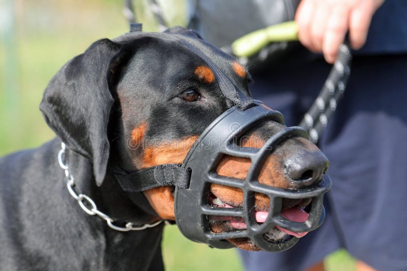 Black Dog Breed Doberman with Muzzle on His Mouth Stock Image Image of muzzling, snarl 260548203