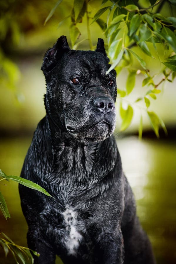 Black Dog Cane Corso stock image. Image of happy, young
