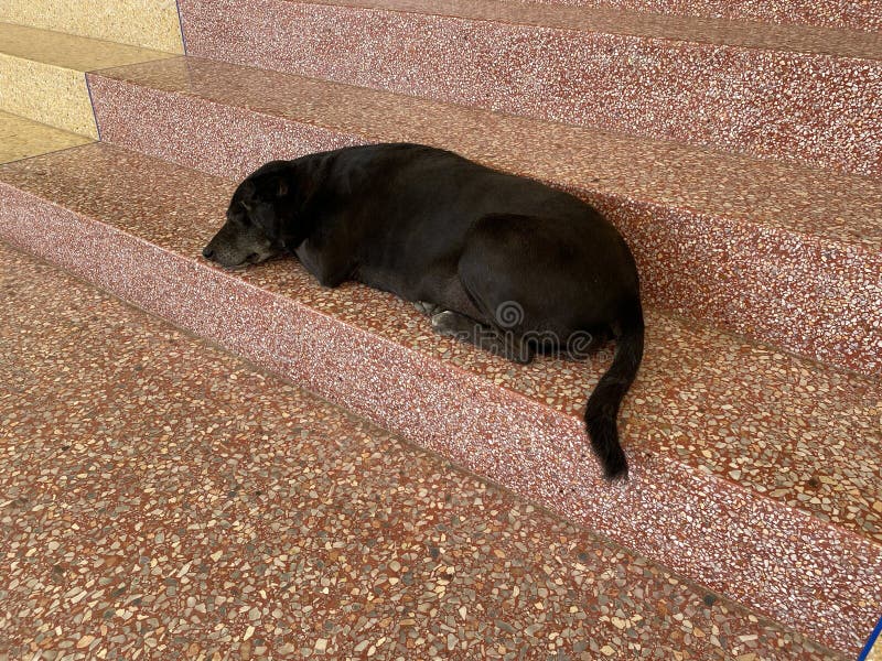 Black Dog Sleep on the Ground Stock Photo Image of sleeping, sleep