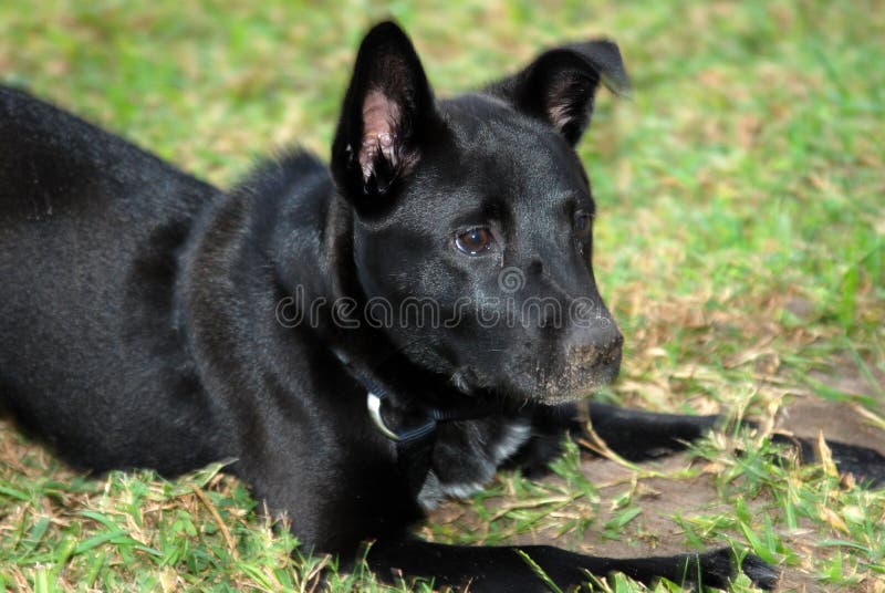 Black Dog Dirty Nose Free Stock Photos & Pictures, Black Dog Dirty Nose