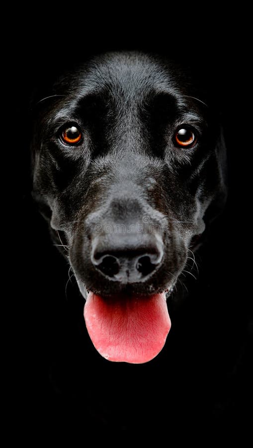Black dog face stock photo. Image of tongue, ratio, panting - 104010110