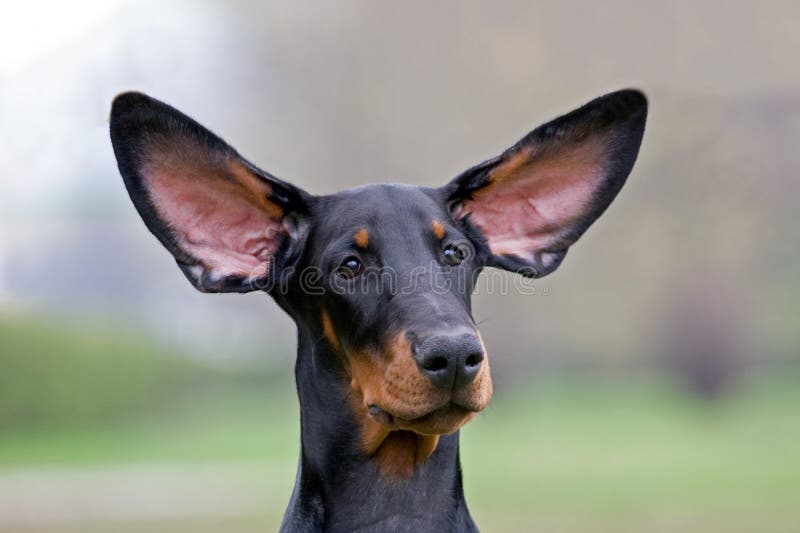 Black Dog Flying Ears Royalty Free Stock Photo Image 13954265